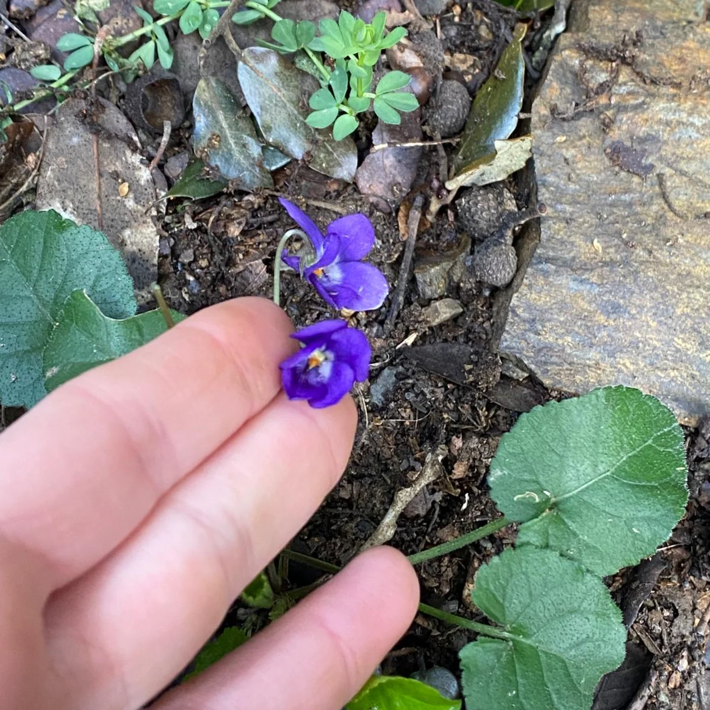 Una mano sostiene con cuidado una violeta silvestre entre hojarasca y hojas verdes.