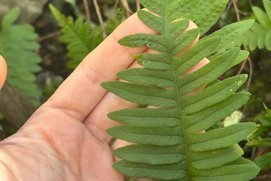 Fern frond held in the hand during biodiversity sampling.