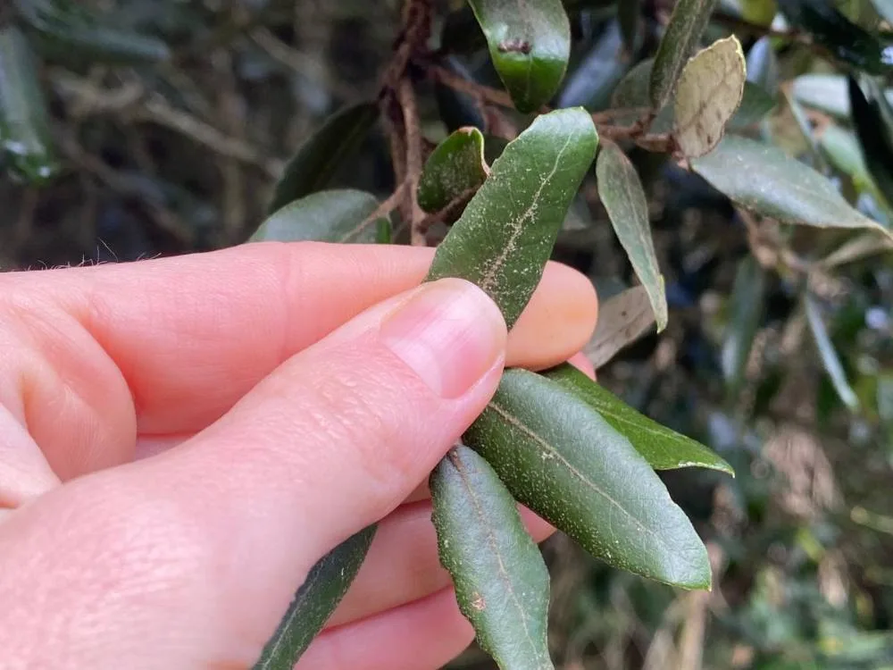 Holm oak leaf examined during vegetation sampling.