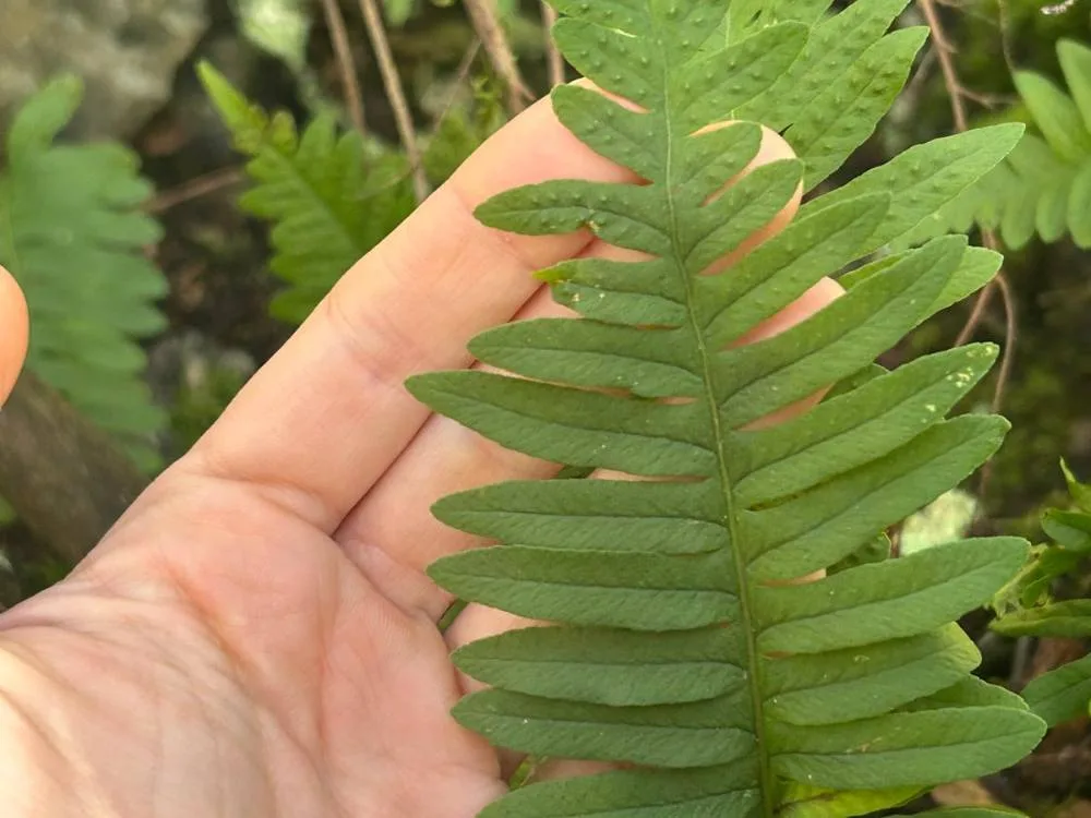 Fronda de helecho sostenida en la mano durante la identificación de especies.