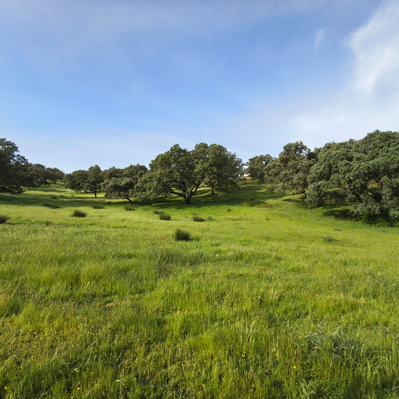 Dehesa de encinas sobre un prado verde bajo el cielo azul.